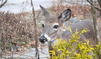 229 Pine Valley Dr, Bassett, VA 24055