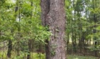 Double Pond Road, Blackville, SC 29817