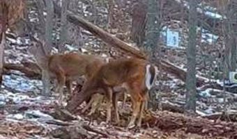 265 MCCOY Dr, Augusta, WV 26704