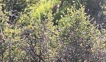 125 Blossom Way, Bozeman, MT 59715