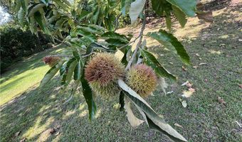 2946 County Road 15, Bankston, AL 35542