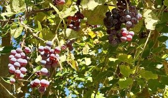 20812 Vista Grande Dr, Austin, CO 81410