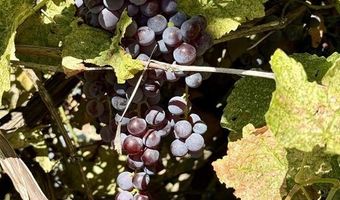 20812 Vista Grande Dr, Austin, CO 81410