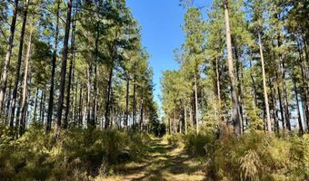 TBD Binnicker Bridge Road, Bamberg, SC 29003