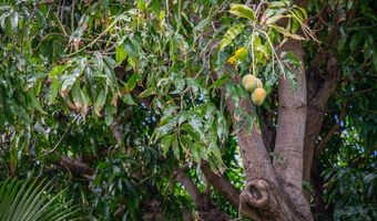 1299 ULUNIU Rd 103E, Kihei, HI 96753