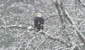 519 Birchwood Ave, Amery, WI 54001