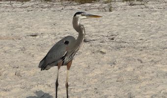 1187 Alligator Dr, Alligator Point, FL 32346