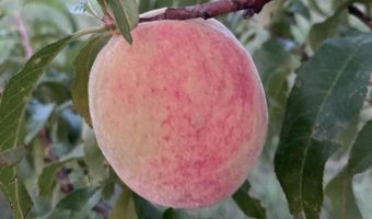 2590 220th St, Arion, IA 51520