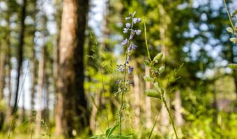 Nhn Westview Drive, Bigfork, MT 59911