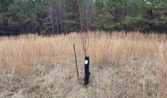 34655 Co Rd 49, Beaverton, AL 35544