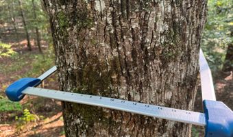 0 Military Rd, Beaverton, AL 35544