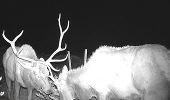 ERR State Hwy 118 S, Alpine, TX 79830