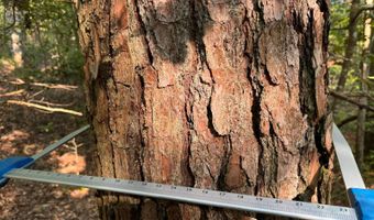 0 Military Rd, Beaverton, AL 35544