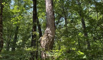 Cr 244, Abbeville, MS 38601