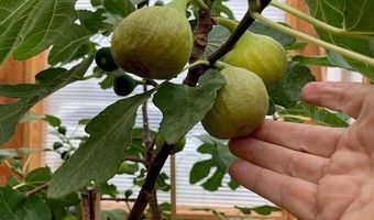 97 Calle Conejo, Arroyo Hondo, NM 87513