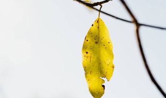 US Hwy 98, Beaumont, MS 39423