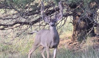 Simmens Ranch Road, Arenas Valley, NM 88061