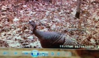 V/L S M-33, Alger, MI 48610