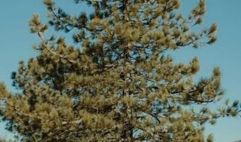 6 7 Joines, Alturas, CA 96101
