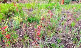 926 Nuthatch Dr, Alma, CO 80420