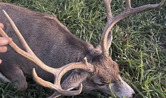 777 County Road 977, Arboles, CO 81147