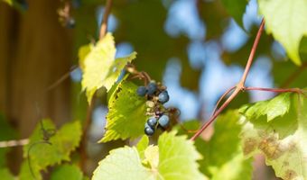 9090 M-68, Alanson, MI 49706