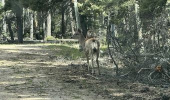 Tbd Apache Circle, Angel Fire, NM 87710