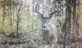 McKinley Guffey, Albany, KY 42602