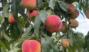 356 Range Rd, Atkinson, ME 04426