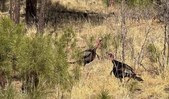 56 Co Rd 2266, Alpine, AZ 85920