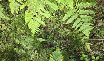 Cummings Lane, Acton, ME 04468