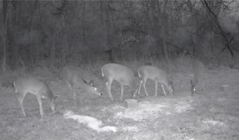 Chickadee Court, Agency, MO 64401