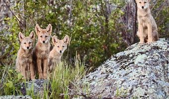 9200 Old Flowers Rd, Bellvue, CO 80512