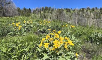 DEER HAVEN 40 AC Road, Bondurant, WY 82922