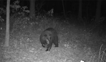 Whiskey Creek Lane, Batesville, AR 72501