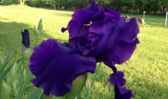 212 Whippoorwill Ln, Ardmore, AL 35739