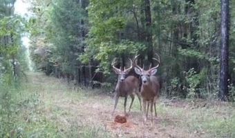 9030 HILLANDALE Dr, Auburn, AL 36830