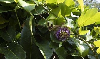 30 Mamao Pl, Haiku, HI 96708