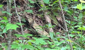 88 Acres Bolden Br, Andrews, NC 28901