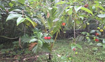 15-1788 8TH Ave, Keaau, HI 96749