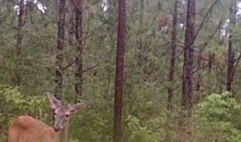 259 Forest Lake Rd, Beaumont, MS 39423