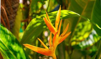 2191 S Kihei Rd 1118, Kihei, HI 96753