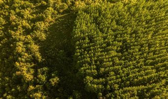 0 Co Rd 53, Abbeville, AL 36319