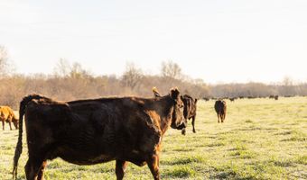 Farm Road 2007, Aurora, MO 65605