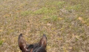 County Road 231, Abbeville, AL 36310