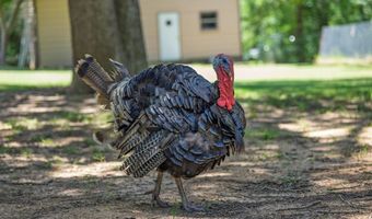 245 County Road 1689, Alba, TX 75410