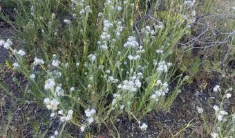 56795 Cain Rd, Anza, CA 92539