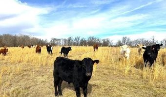 178 Acres Bug Scuffle Ln, Anderson, MO 64831