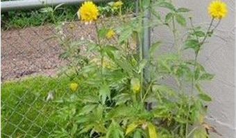 1019 Ash St, Alexandria, MN 56308