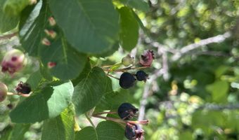 NKA Birdpoint Rd, Bonners Ferry, ID 83805